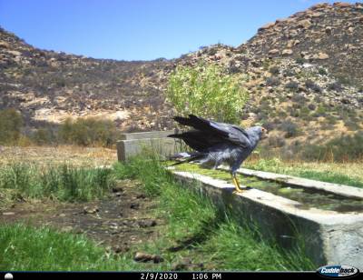 b2ap3_thumbnail_Birds-of-Naries---The-African-Harrier-Hawk-resized.jpg